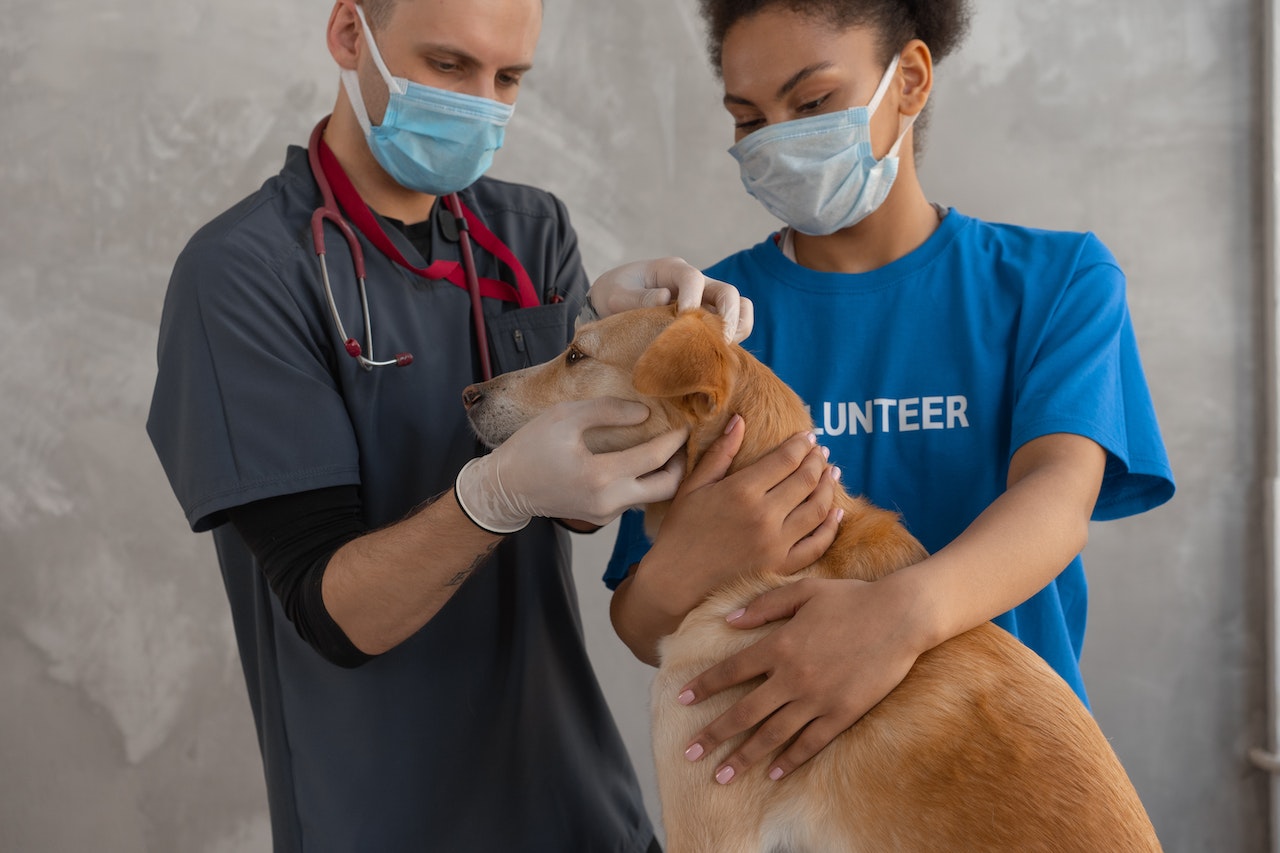 Veterinarian Checking Dog