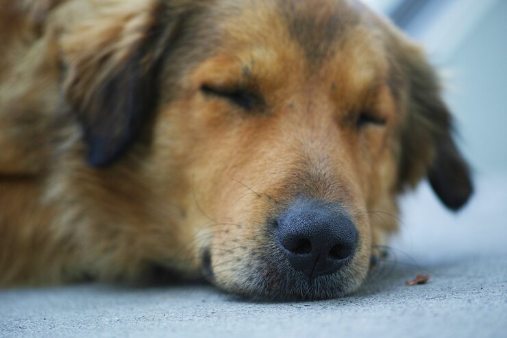 Dog Lying on the Floor