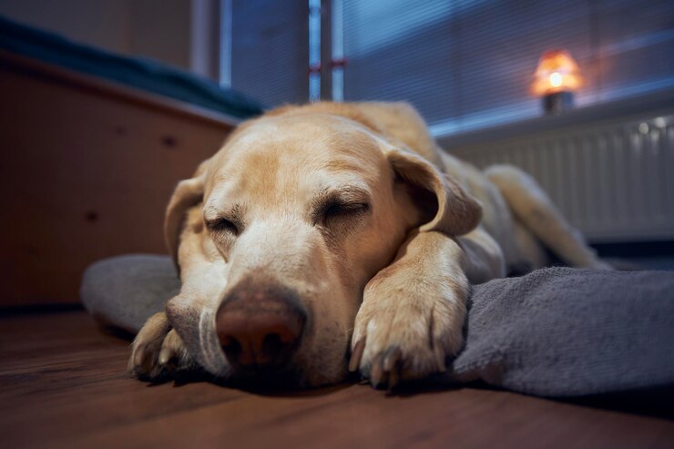 Dog Sleeping Home