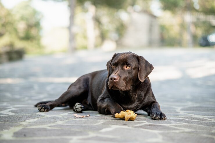 Labrador Retriever Lying Outdoor Floor