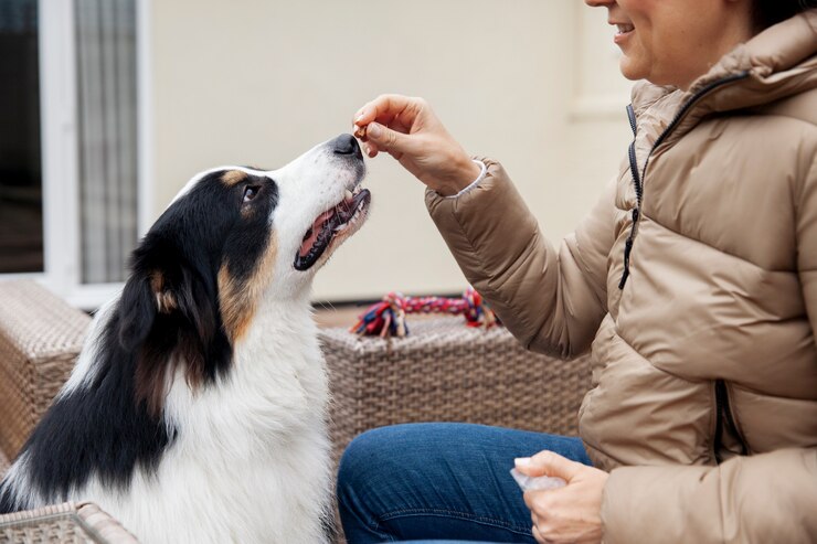 Dog Taining with Owner