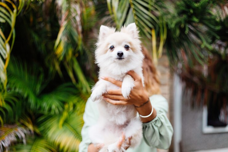 happy pet dog pomeranian spitz