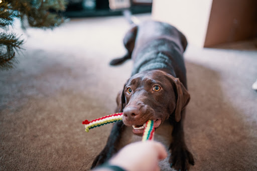 dog playing with rope