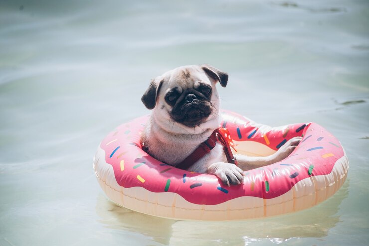 pug floating in swimming pool