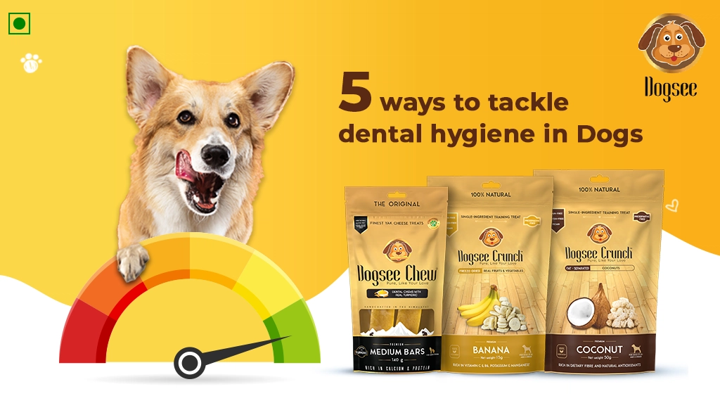 5 Ways to Tackle Dental Hygiene in Dogs