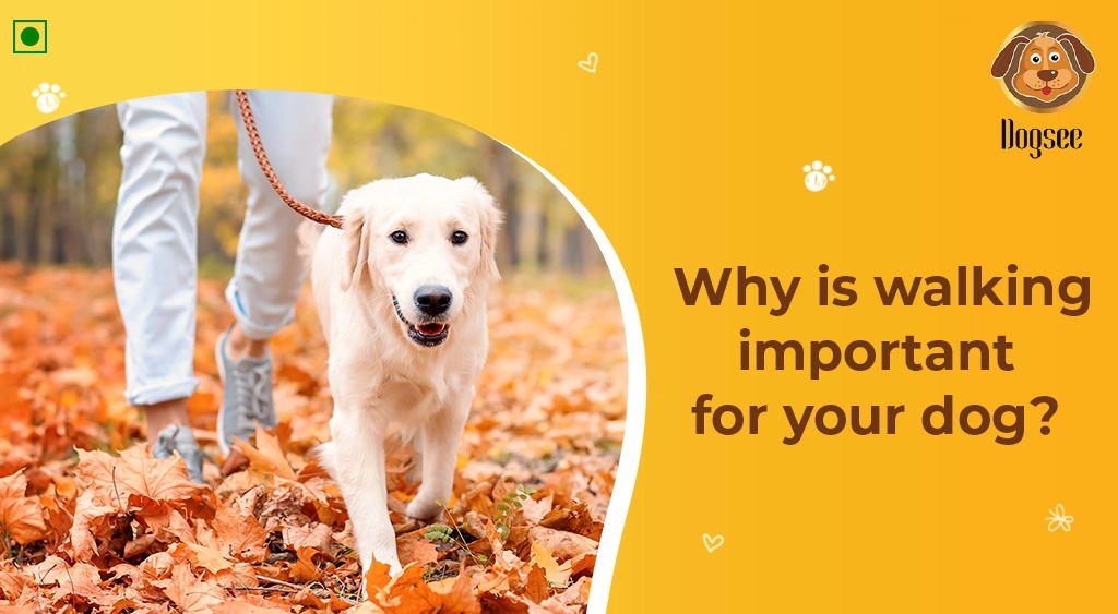 Walking Important for your Dog