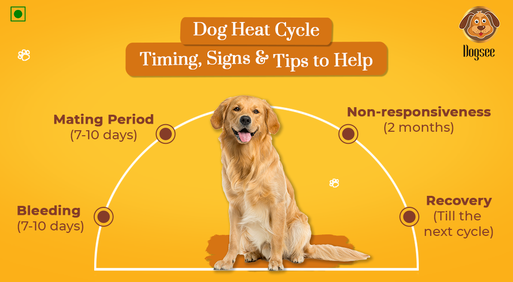 Dog Heat Cycle: Timing, Signs & Tips To Help | Dogsee