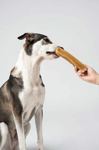 dog with treat