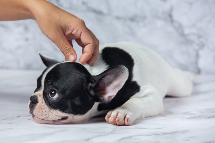 french bulldog dog