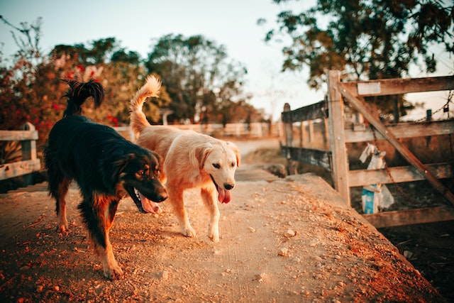 tan and black dogs walking