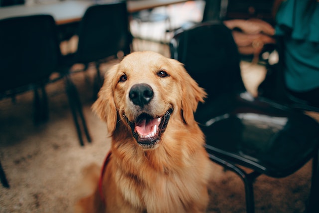 short coated tan happy dog