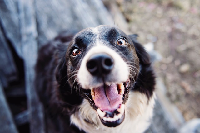 smiling dogs