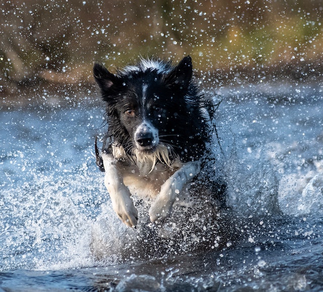 Dog Running in the Water