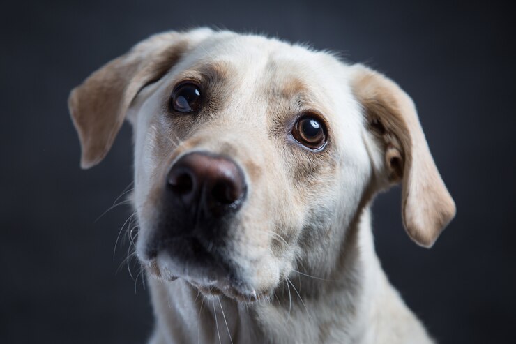 dog with kind eyes dark