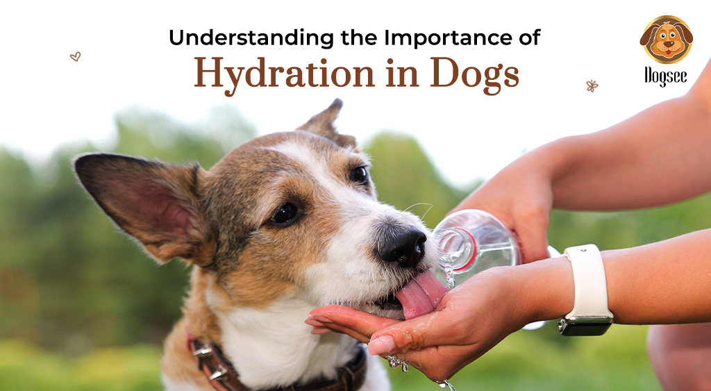 Importance of Hydration in Dogs