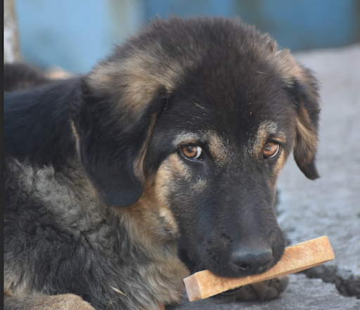 puppy oral health