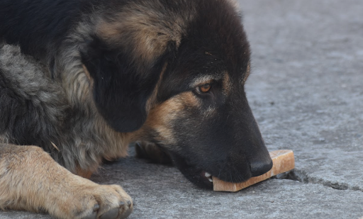 choosing a dental chew