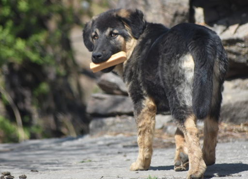 dental chews digestible