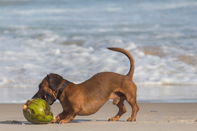 short coated brown dog beside coconut shell