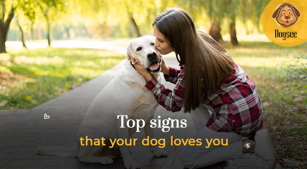 Top Signs That Your Dog Loves You