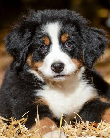 adorable bernese mountain puppy