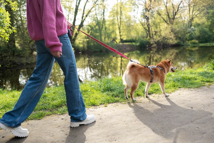 cute shiba inu pet with family