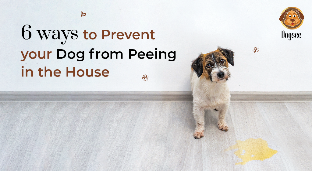 6 Ways to Prevent Your Dog from Peeing in the House