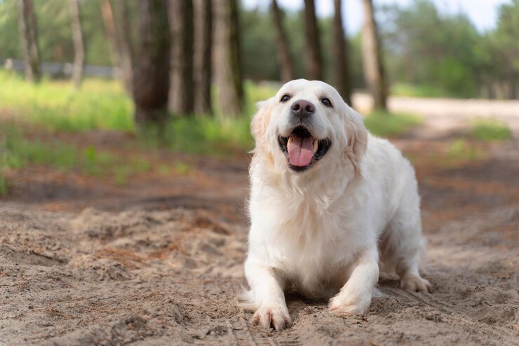 cute dog outdoor