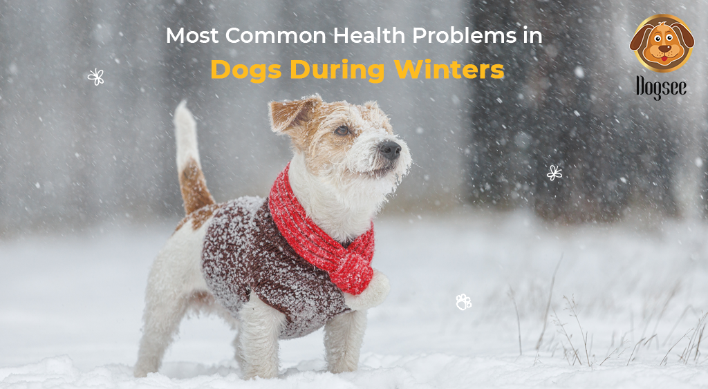 Most Common Health Problems in Dogs During Winters