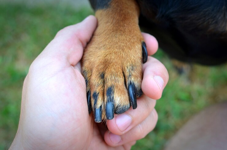 human hand dog paw handshake