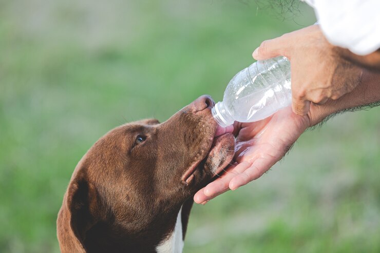 owner gave dogs water from bottle drink