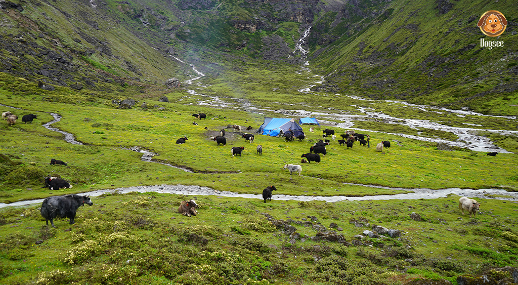 Himalayas, yaks & people
