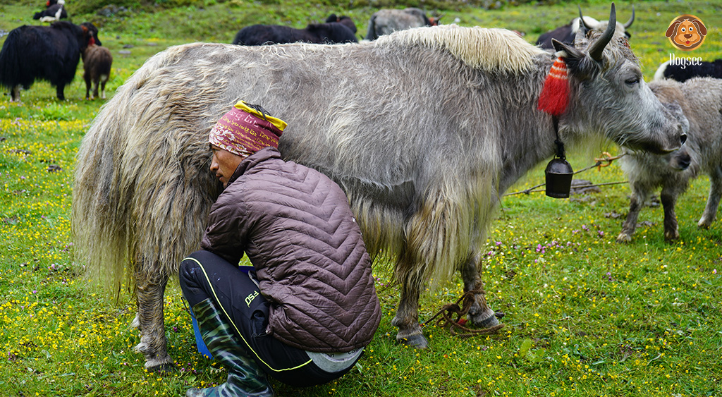 Milking process