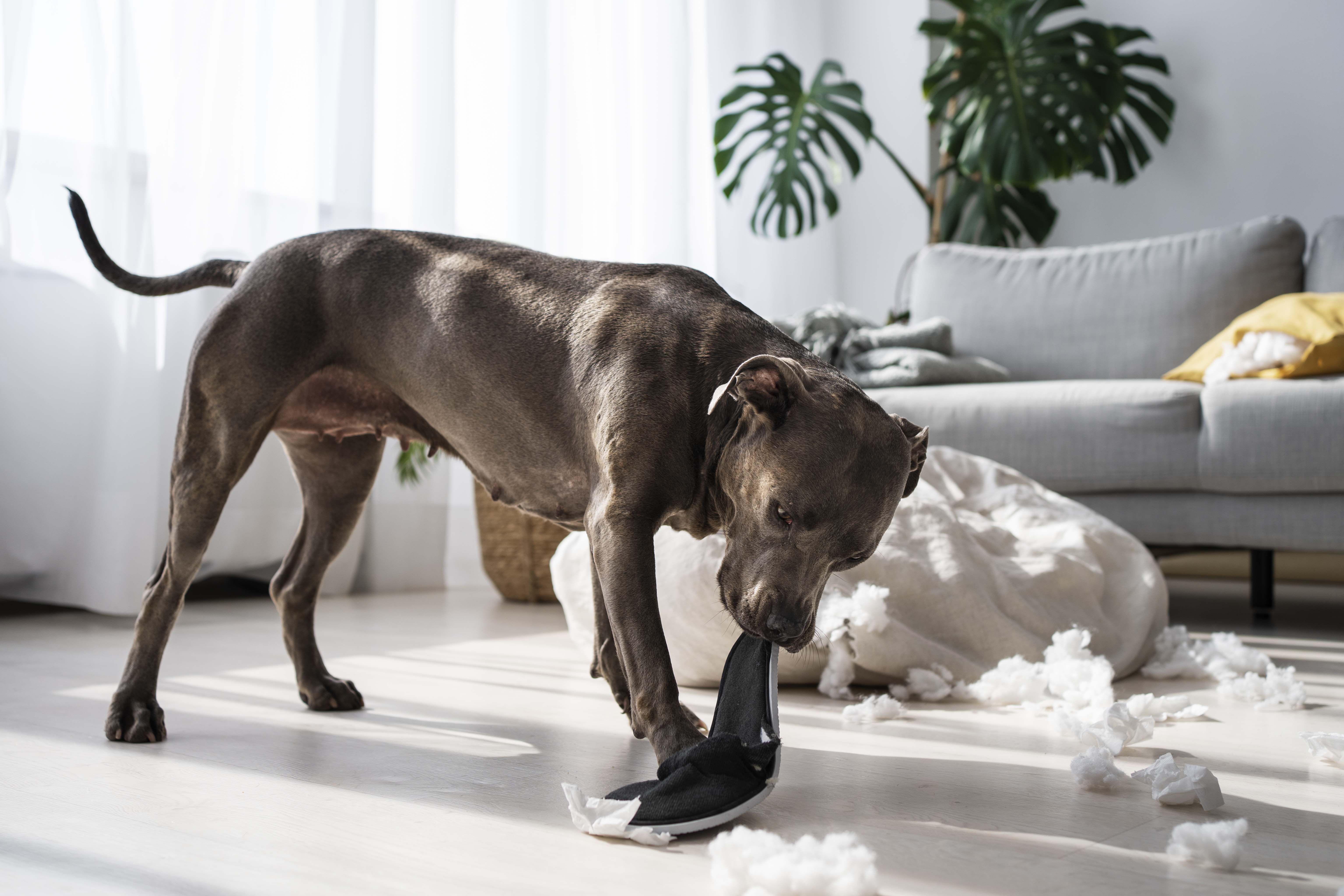 full shot dog biting shoe home