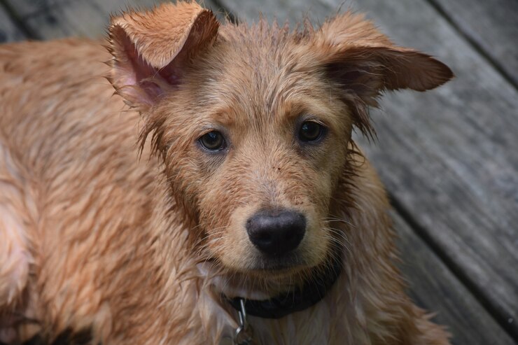 soggy wet toller puppy dog laying down