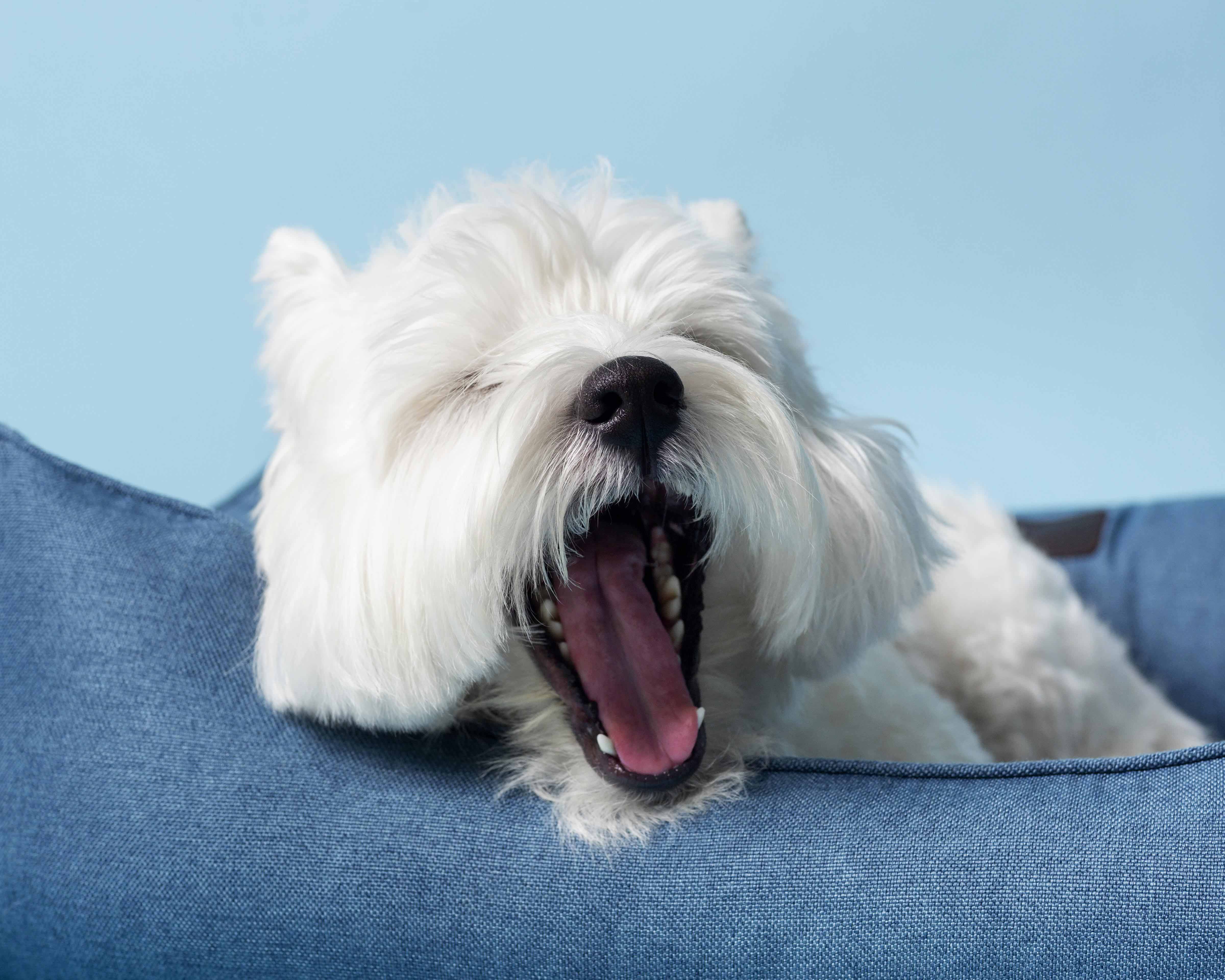 adorable white little puppy