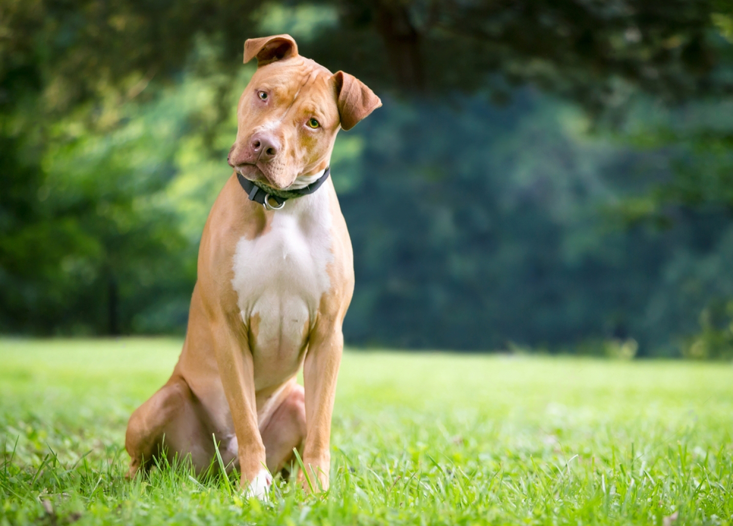 red and white pit bull