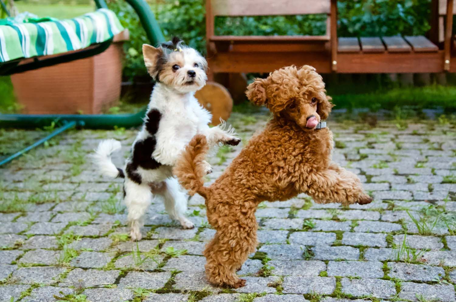 cute little funny dogs are jumping