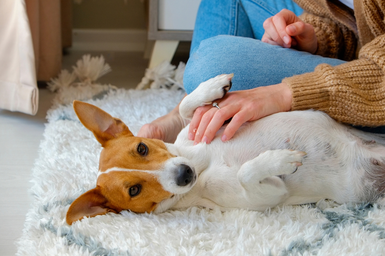 woman playing with her jack russell