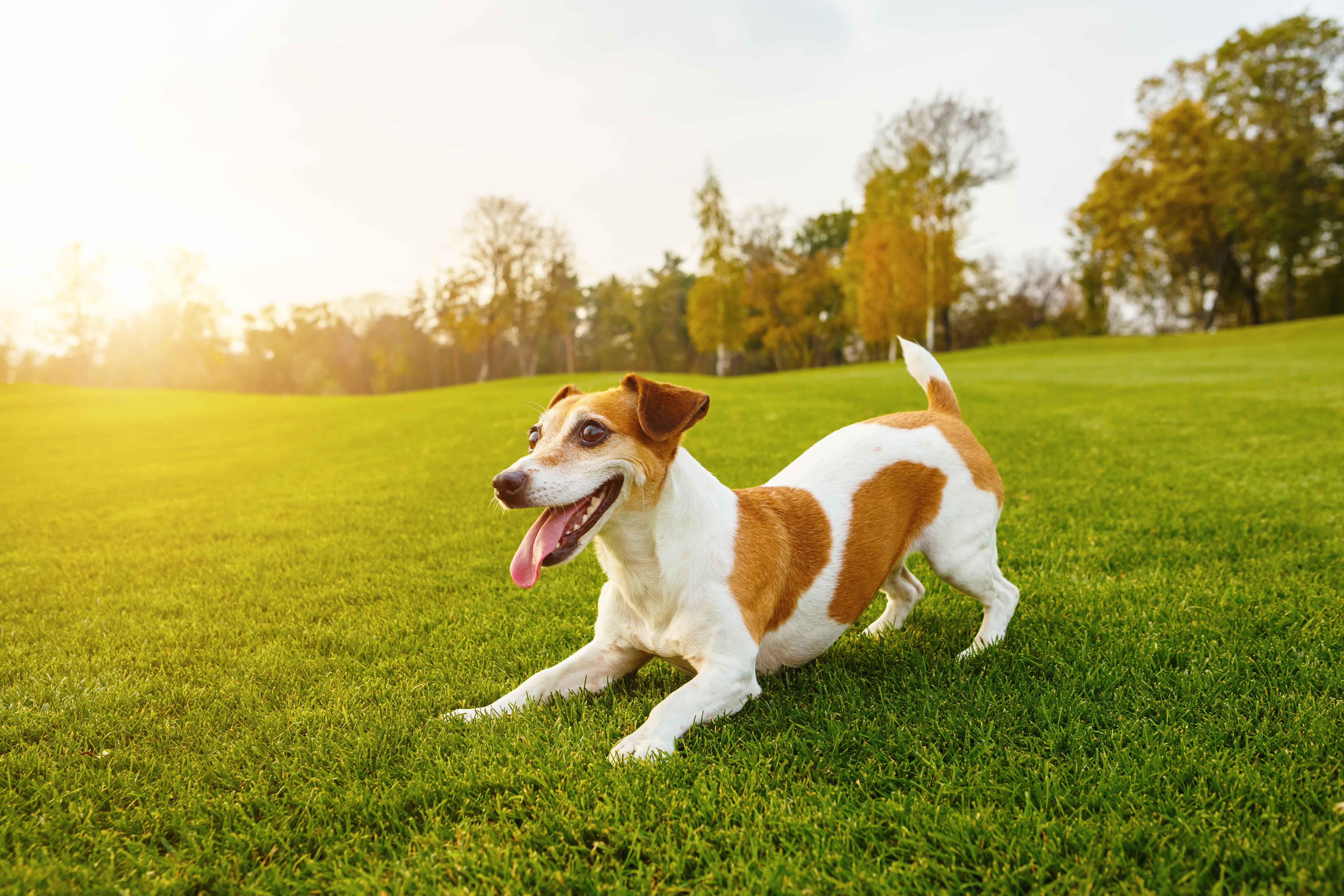 active pet playing dancing grass