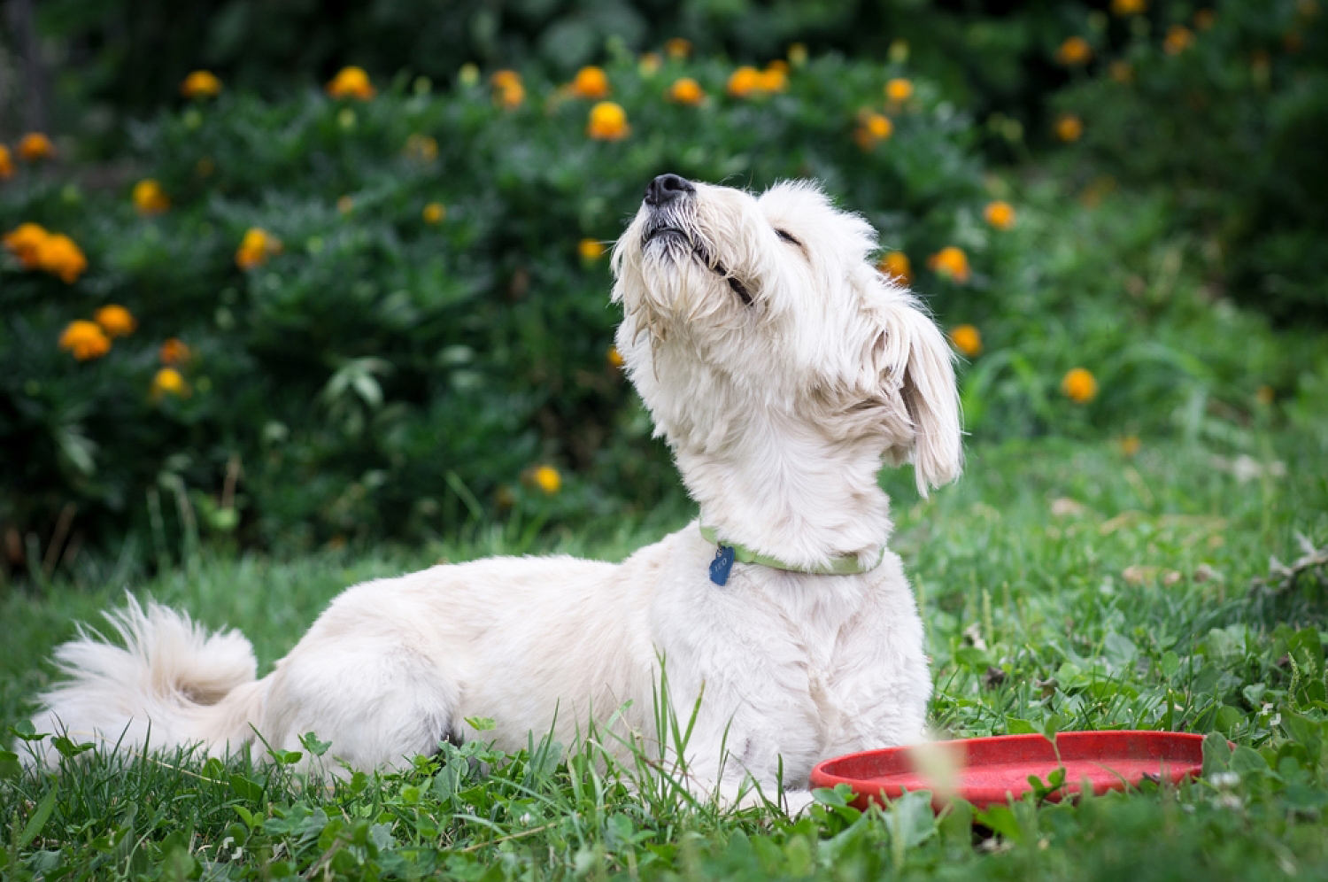 Dog Sniffing the air