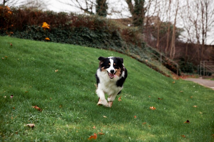 beautiful border collie dog havin fun