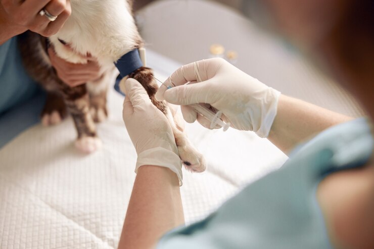 veterinarian performs injection