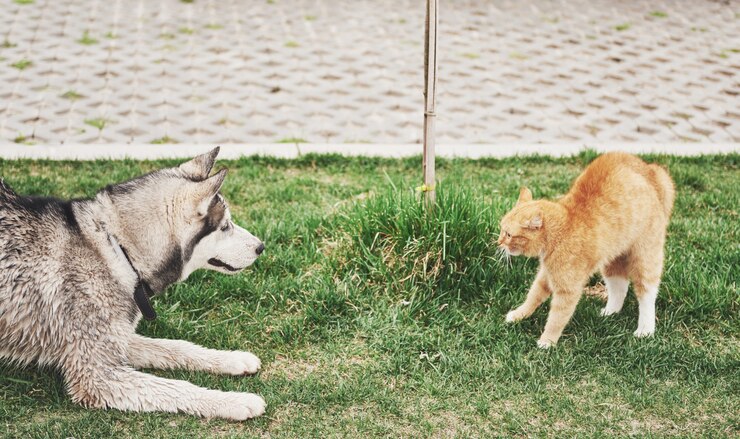 cat against dog