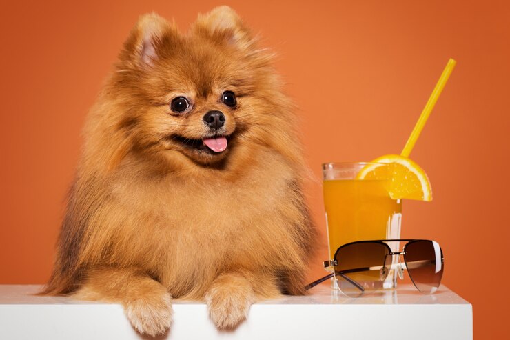 cute spitz with juice