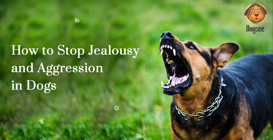 Aggression in Dogs