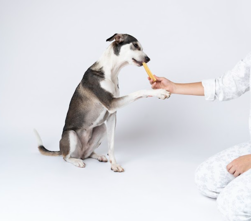 dog with treat