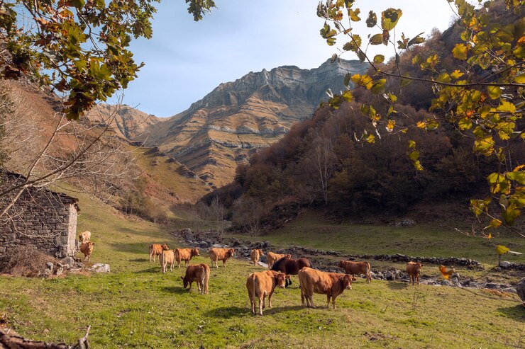 herd of cows