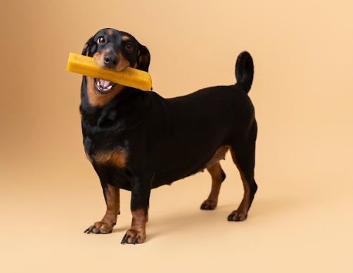 dog with treat in mouth