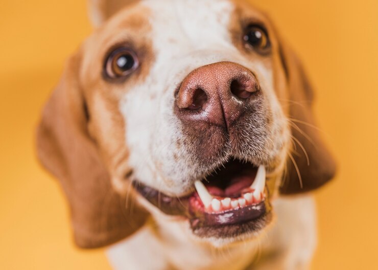 adorable dog with beautiful eyes